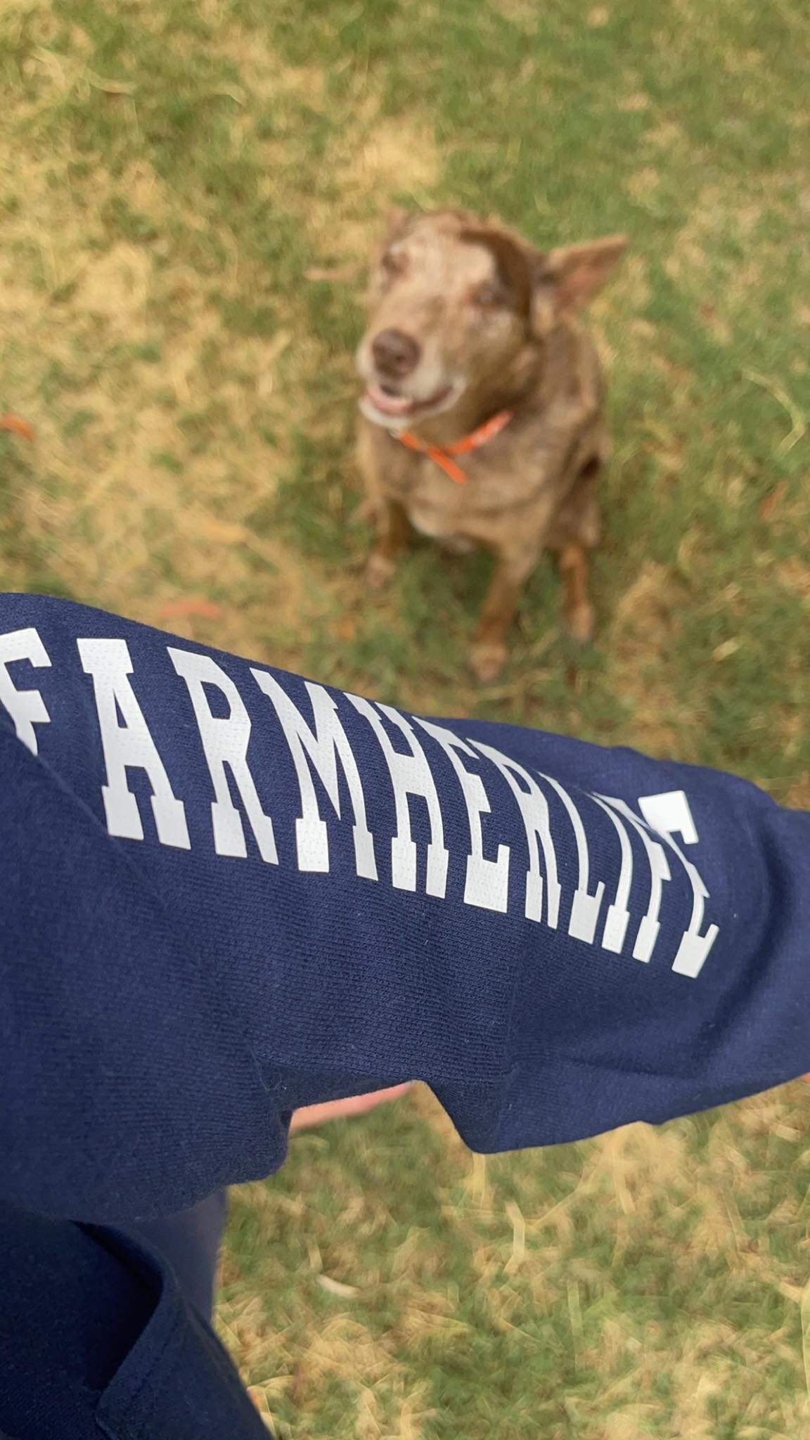 Farmherlife Hoodie - Paddock Meal