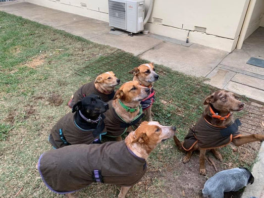 Oilskin Dog Coat