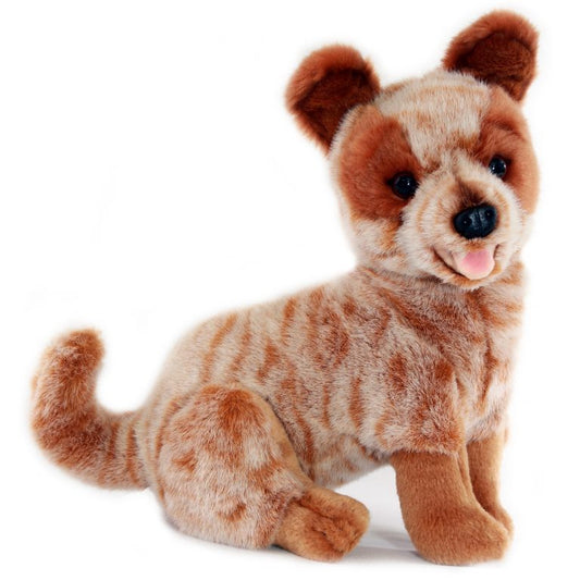 Blaze - Red Australian Cattle Dog