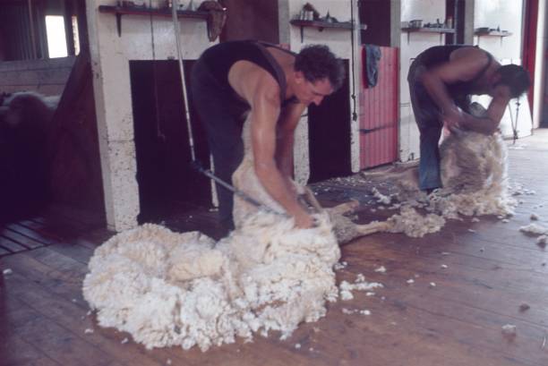 Shearers Gear