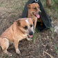 Dog Teepee (swag)