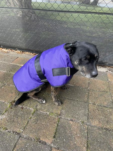 purple Dog Coat