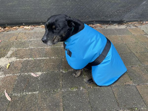 Aqua Dog Coat