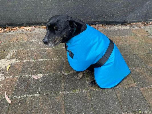 Aqua Dog Coat