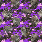 Pre Order Swag Blanket - Feral Pig and Purple camo